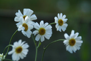 Tanacetum balsamita Balsemwormkruid bestellen